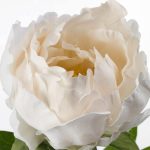 گل مصنوعی پیونی ایکیا مدل SMYCKA